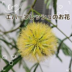 お取引中【🉐30,000円購入🉐】大型🌿エバーフレッシュ🌿お洒落な陶器鉢植え