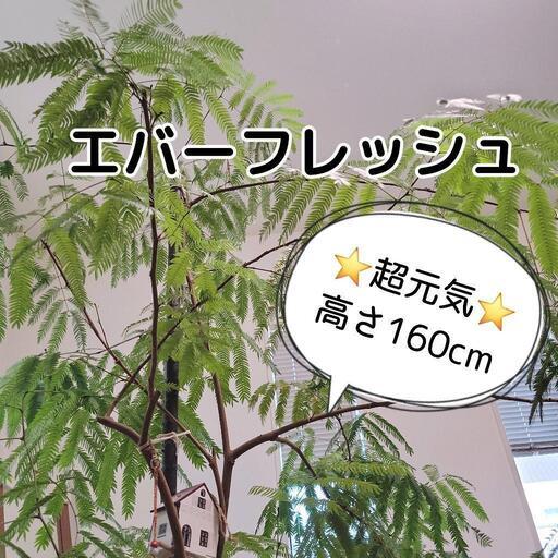 お取引中【30,000円購入】大型エバーフレッシュお洒落な陶器鉢植え