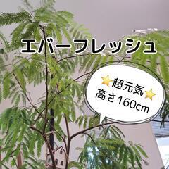 お取引中【🉐30,000円購入🉐】大型🌿エバーフレッシュ🌿お洒落な陶器鉢植え