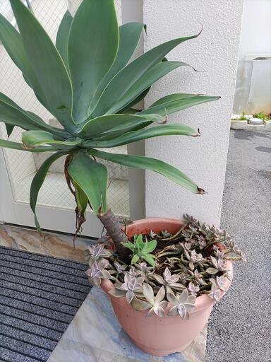 アガベアテナータ＋朧月　鉢植え