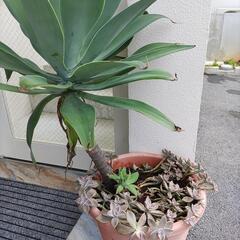 アガベアテナータ＋朧月　鉢植え