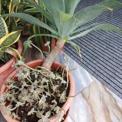 アガベアテナータ＋朧月　鉢植え