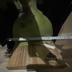 まとめ買い🉐　ビカクシダ　エレファンティス×ウイリンキー　植物