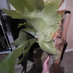 まとめ買い🉐　ビカクシダ　エレファンティス×ウイリンキー　植物