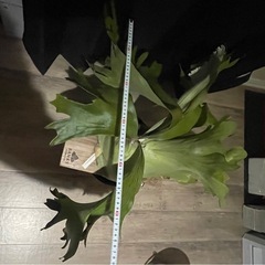 まとめ買い🉐　ビカクシダ　エレファンティス×ウイリンキー　植物