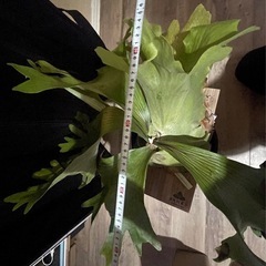 まとめ買い🉐　ビカクシダ　エレファンティス×ウイリンキー　植物