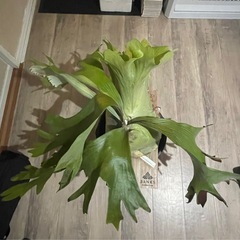 まとめ買い🉐　ビカクシダ　エレファンティス×ウイリンキー　植物