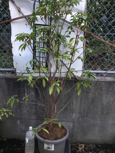 セイシカ　　　１４０センチ