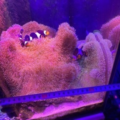 ①海水魚　ハタゴイソギンチャク　おまけでペルクラクラウン2匹