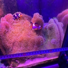 ①海水魚　ハタゴイソギンチャク　おまけでペルクラクラウン2匹