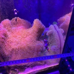 ①海水魚　ハタゴイソギンチャク　おまけでペルクラクラウン2匹