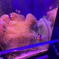 ①海水魚　ハタゴイソギンチャク　おまけでペルクラクラウン2匹