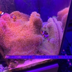 ①海水魚　ハタゴイソギンチャク　おまけでペルクラクラウン2匹