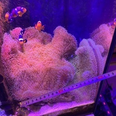② 海水魚　ハタゴイソギンチャク おまけでペルクラクラウン2匹