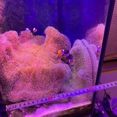 ② 海水魚　ハタゴイソギンチャク おまけでペルクラクラウン2匹