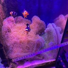 ② 海水魚　ハタゴイソギンチャク おまけでペルクラクラウン2匹
