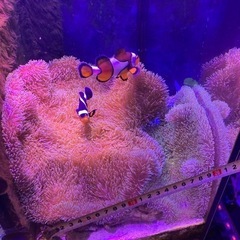 ② 海水魚　ハタゴイソギンチャク おまけでペルクラクラウン2匹