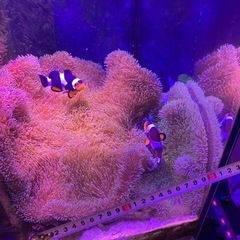 ② 海水魚　ハタゴイソギンチャク おまけでペルクラクラウン2匹