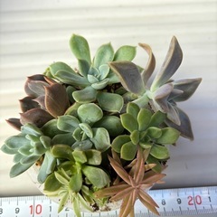 多肉植物の寄せ植えセット②