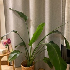 植物 140cm