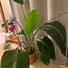 植物 140cm