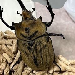 エレファスゾウカブトペア