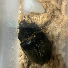 エレファスゾウカブトペア