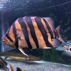 ダトニオ(左右対象パーフェクトバンド) 受け渡し決定