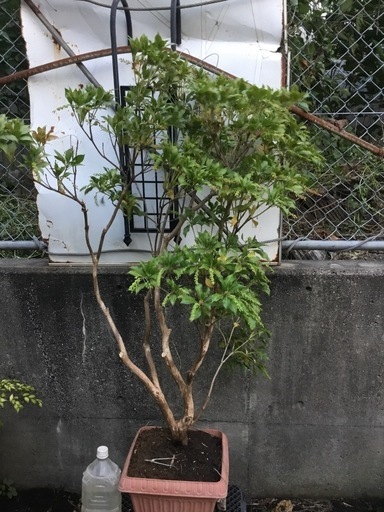 アセビ１２０センチ