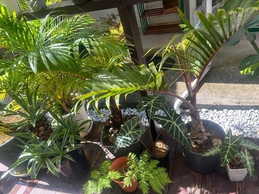 トックリヤシ観葉植物
