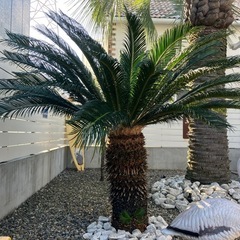 蘇鉄（ソテツ）引取限定