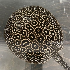 クロコダイルスティングレーの中古が安い！激安で譲ります・無料  