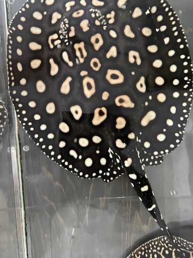 淡水エイ 剥製本物 熱帯魚 ダイヤモンドポルカ ダイヤモンドポルカドットスティングレイ♂ 淡水エイ 剥製本物 熱帯魚