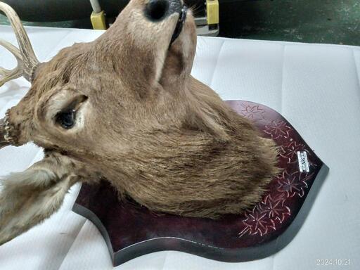 知床ハク製社製 鹿剥製 角 ハンティングトロフィー インテリア