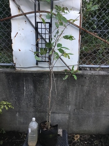 シラキ１６０センチ