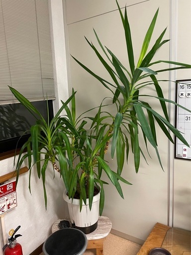 観葉植物