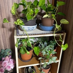 観葉植物無料か。格安でお願い致します。