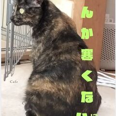 猫たちに毛布