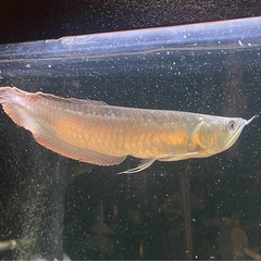 シルバーアロワナの中古が安い！激安で譲ります・無料であげます(3  