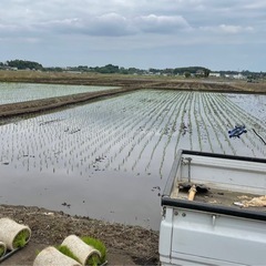 【令和６年】茨城県産コシヒカリ 30kg（精米）