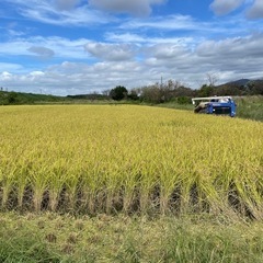 【令和６年】茨城県産コシヒカリ 30kg（精米）