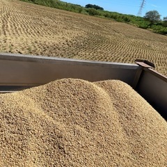 【令和６年】茨城県産コシヒカリ 30kg（精米）