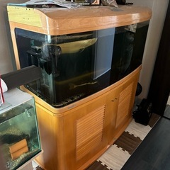 熱帯魚と水槽商談中