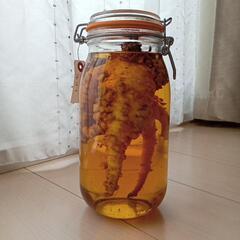 値下げ！漢方 朝鮮人参 漬け込み酒 購入後、一年寝かしてます。