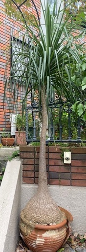 かっこいい　おおきい観葉植物
