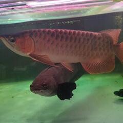 アロワナ(レッド)  熱帯魚 体長約45センチ アロワナ(レッド) 熱帯魚 体長約45センチ