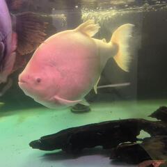 アルビノコロソマ 熱帯魚