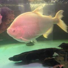 アルビノコロソマ 熱帯魚