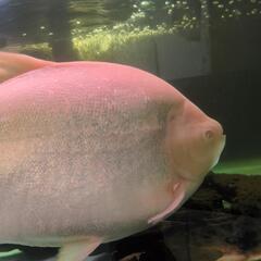 アルビノコロソマ 熱帯魚