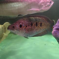 フラワートーマン スネークヘッド 熱帯魚